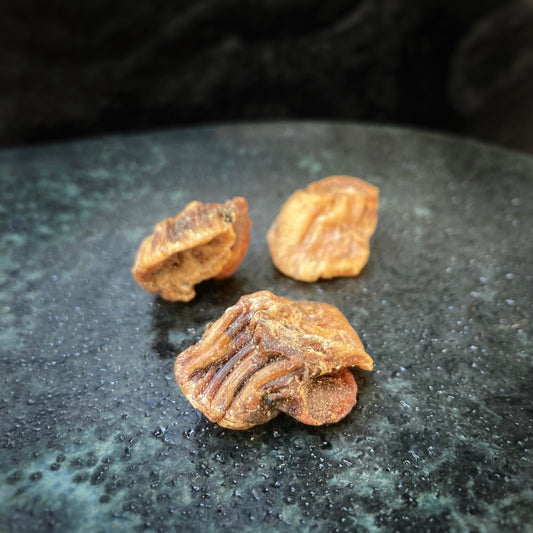 Kokt och torkad kammussla "Hotate Bushi" 50g